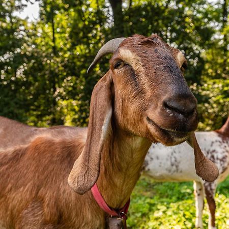 Orzechowa Ostoja Noclegi Energylandia Bachowice Esterno foto