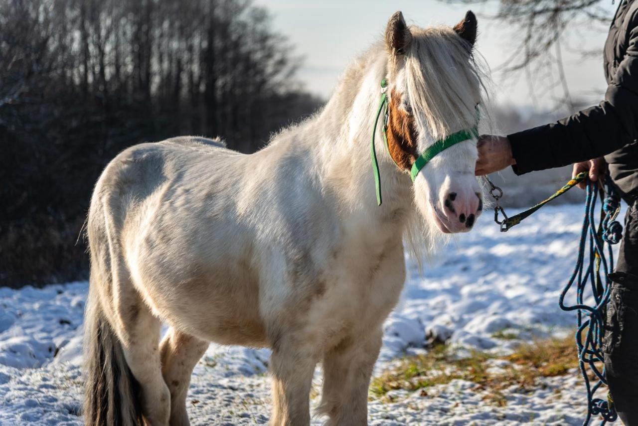Orzechowa Ostoja Noclegi Energylandia Bachowice Esterno foto