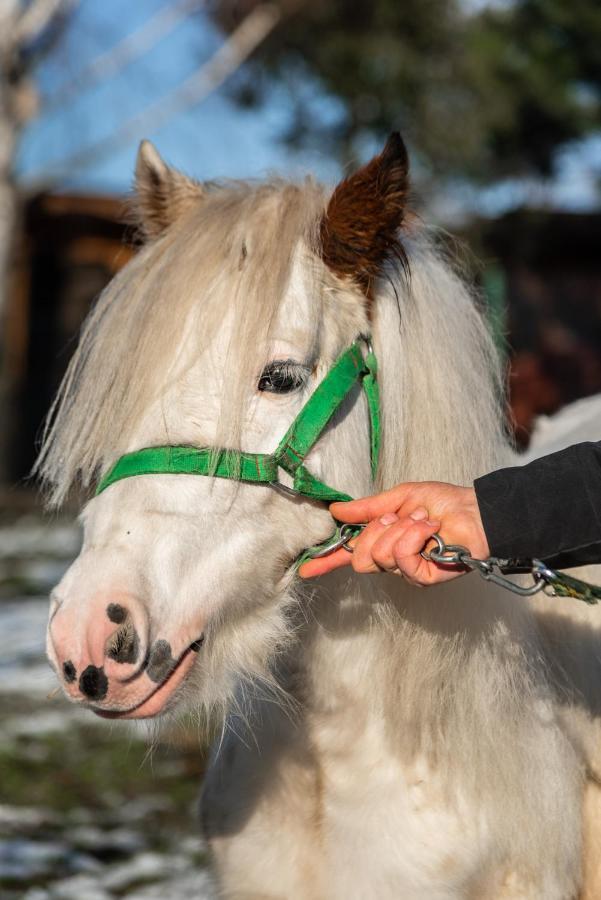Orzechowa Ostoja Noclegi Energylandia Bachowice Esterno foto