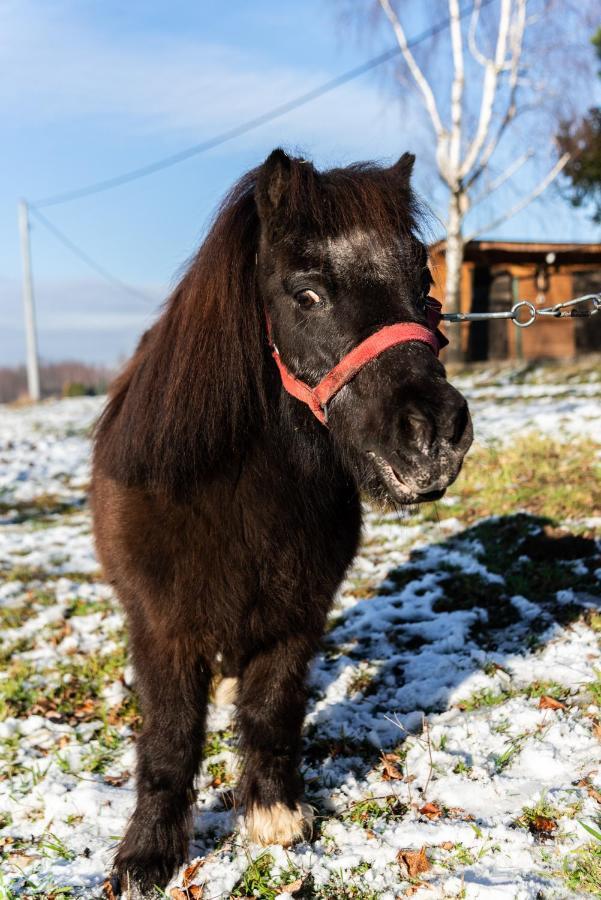 Orzechowa Ostoja Noclegi Energylandia Bachowice Esterno foto