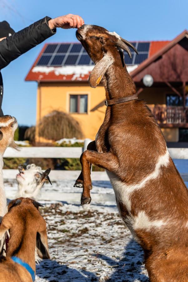 Orzechowa Ostoja Noclegi Energylandia Bachowice Esterno foto
