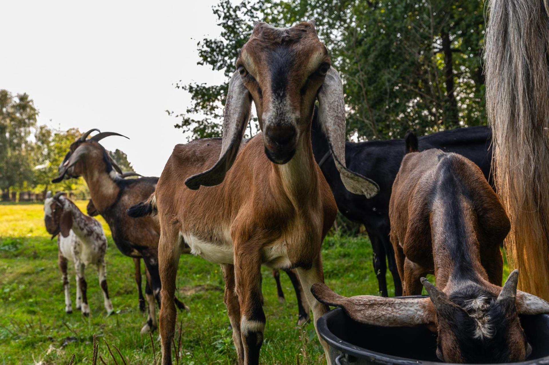 Orzechowa Ostoja Noclegi Energylandia Bachowice Esterno foto