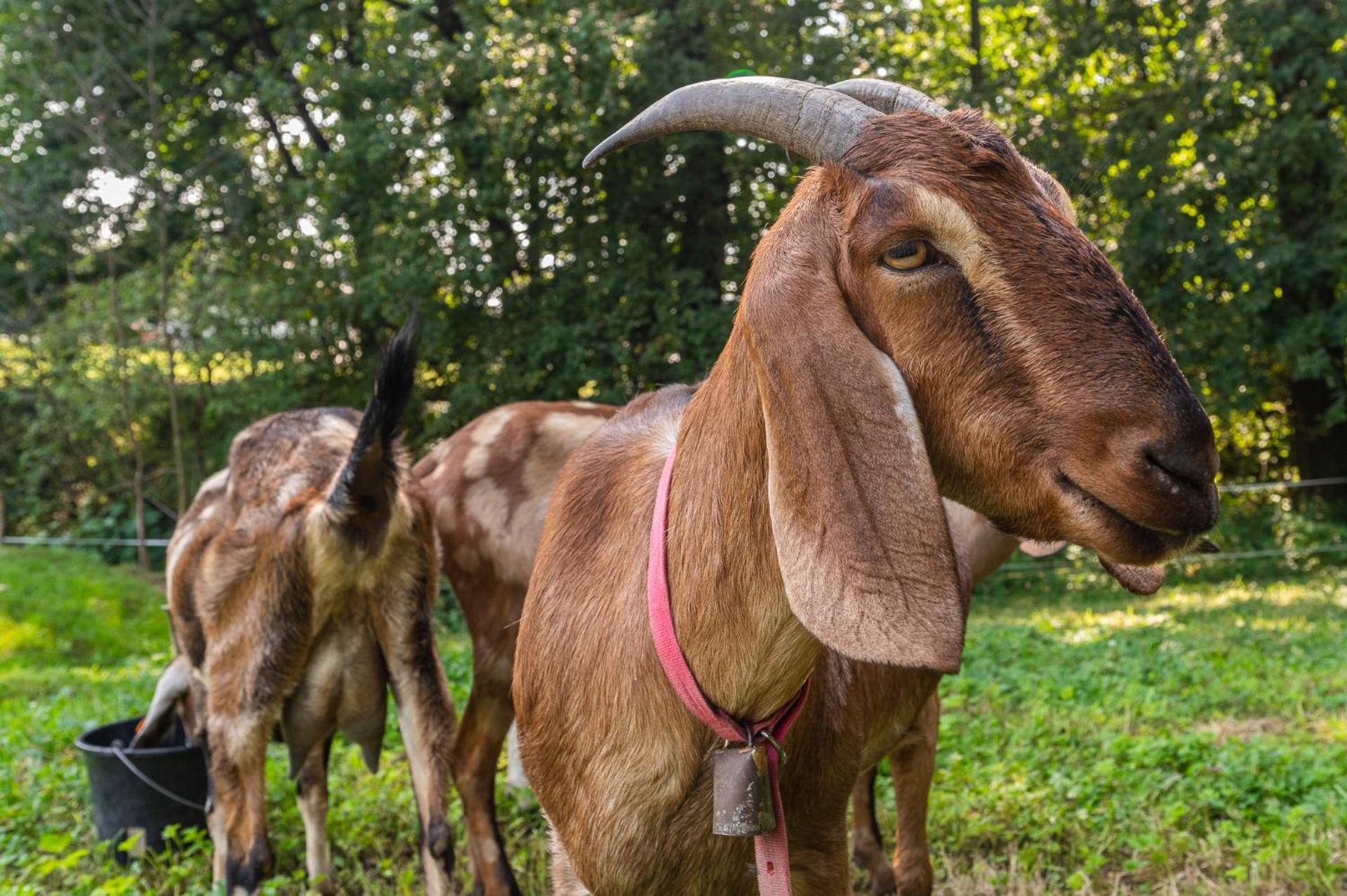 Orzechowa Ostoja Noclegi Energylandia Bachowice Esterno foto